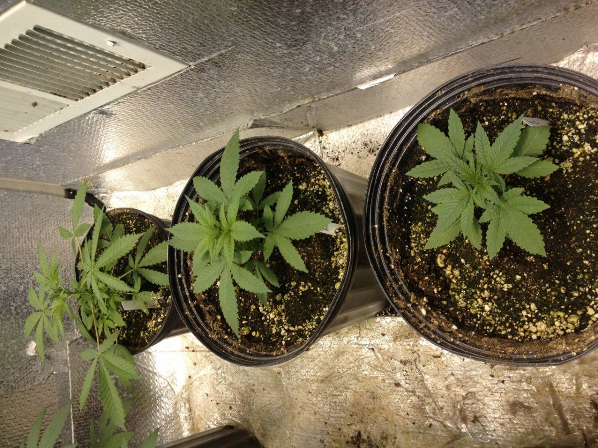 IMG 0754