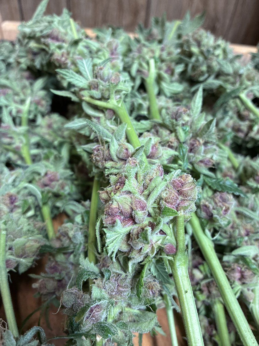 IMG 0768