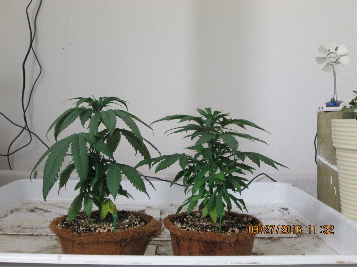 IMG 0771