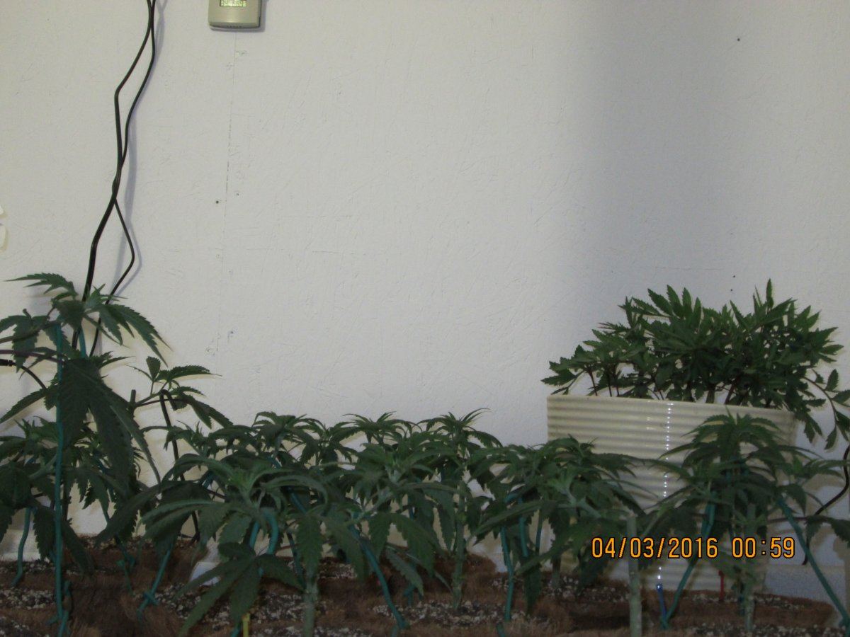 IMG 0777