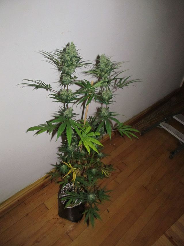 IMG 0787