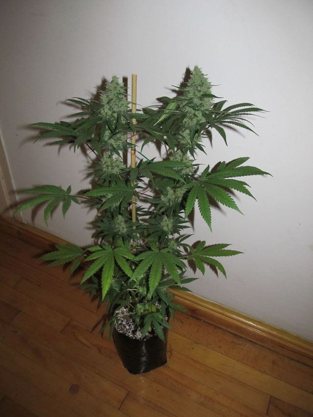 IMG 0801
