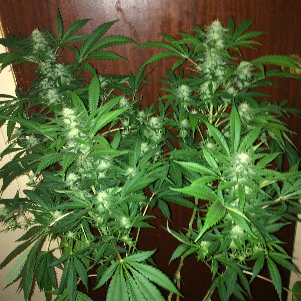 IMG 0816