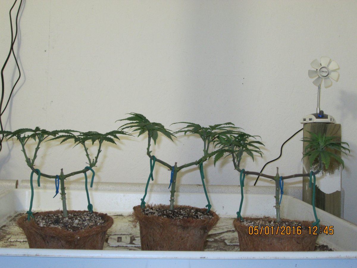 IMG 0825