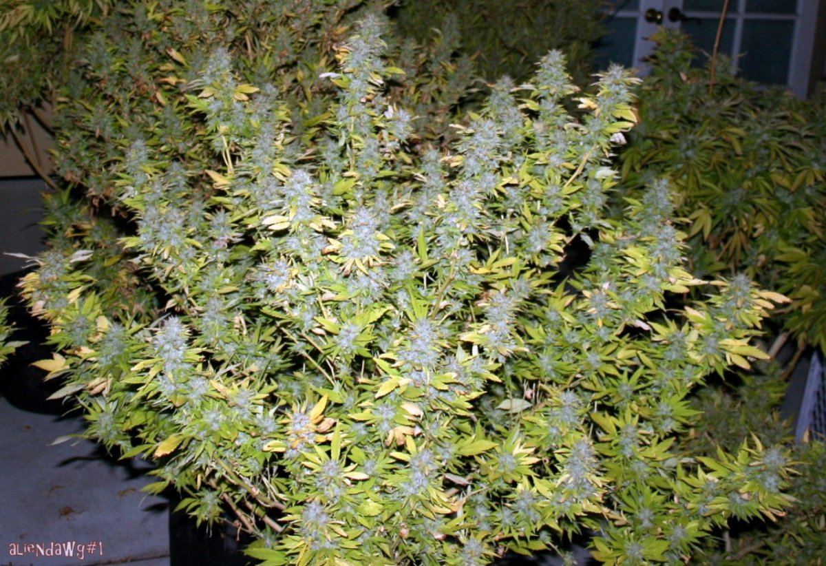 IMG 0860