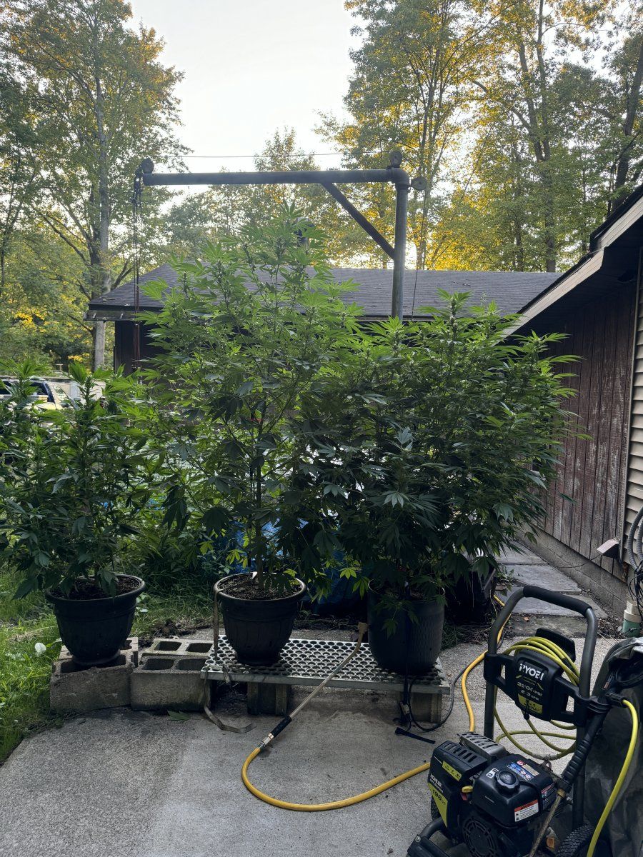 IMG 0893