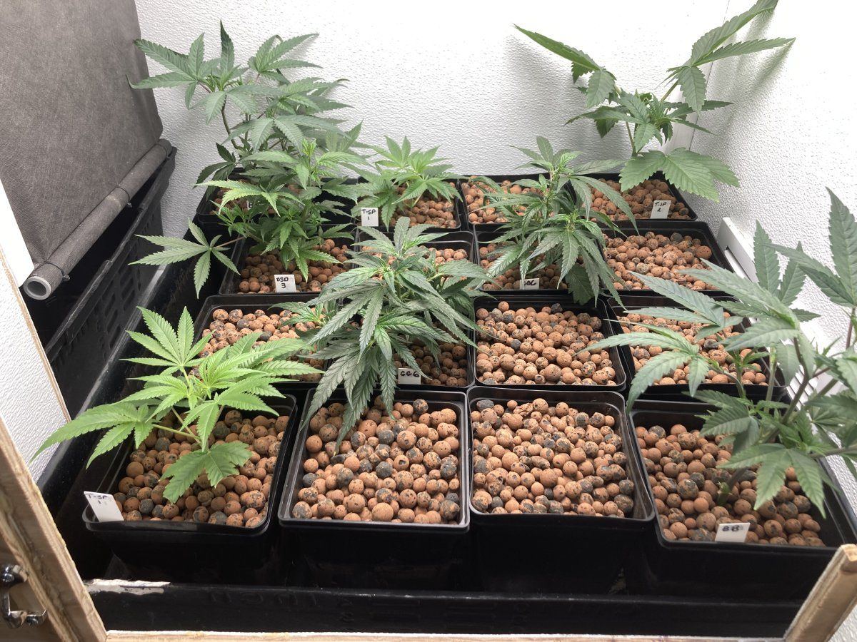 IMG 0900
