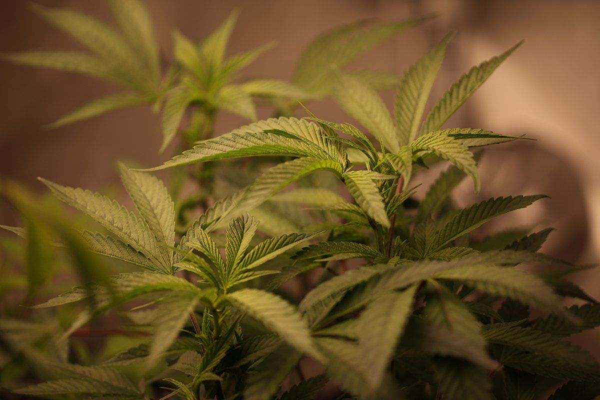 IMG 0902