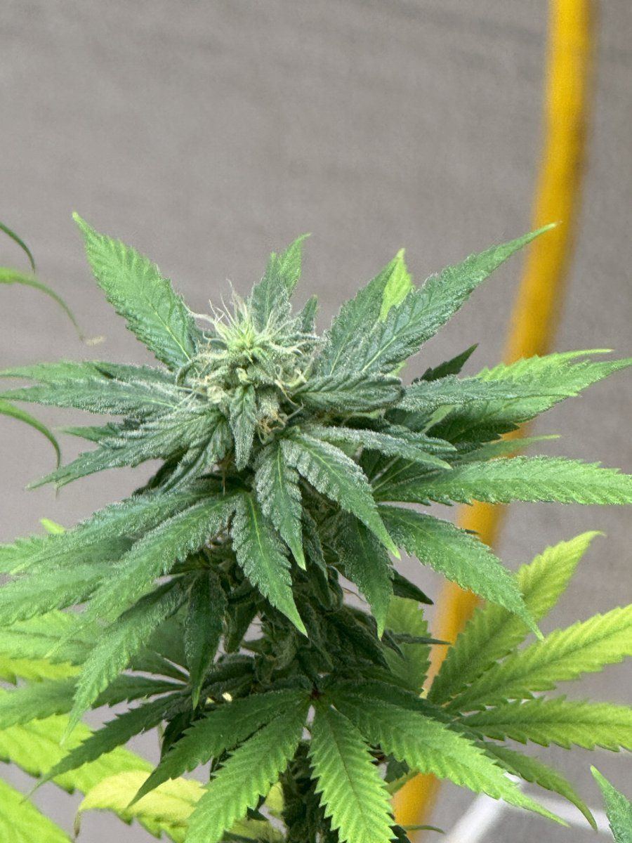 IMG 0905