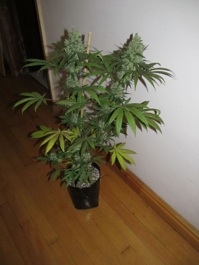 IMG 0918