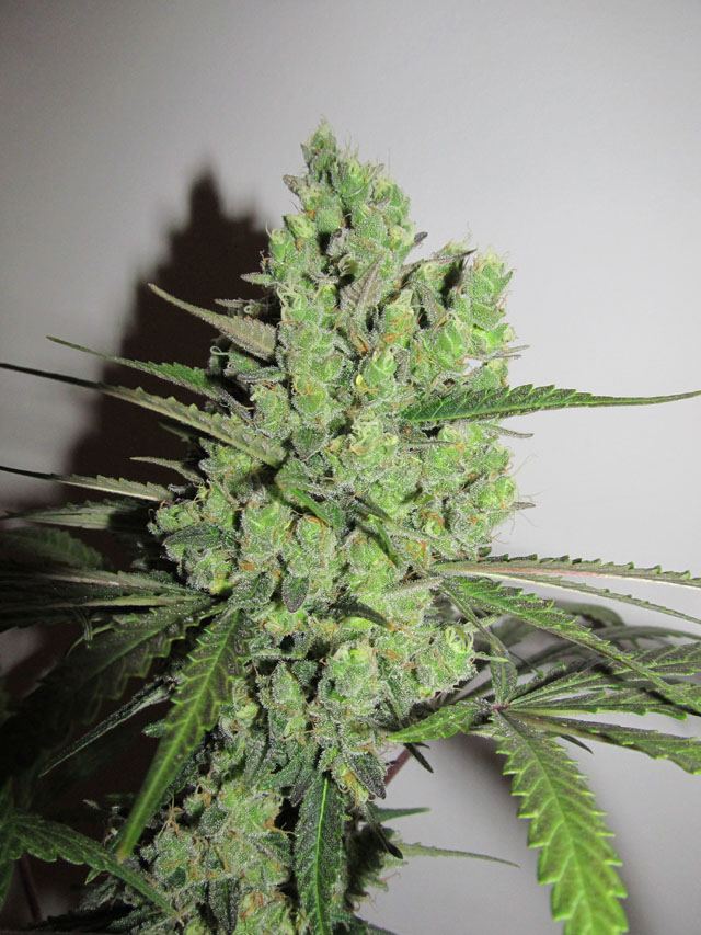 IMG 0919