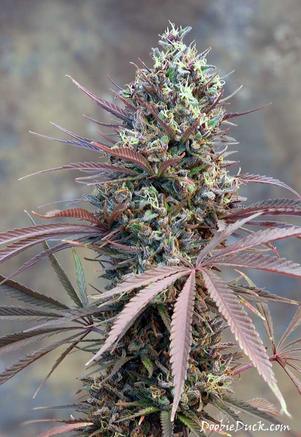 IMG 0928 Devil Purps W