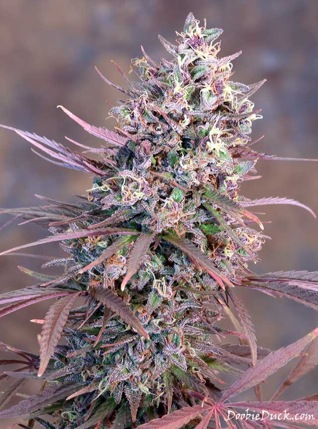 IMG 0936 Devil Purps W