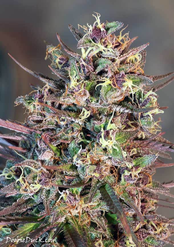 IMG 0941 Devil Purps W