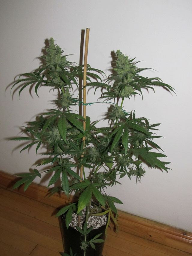 IMG 0944
