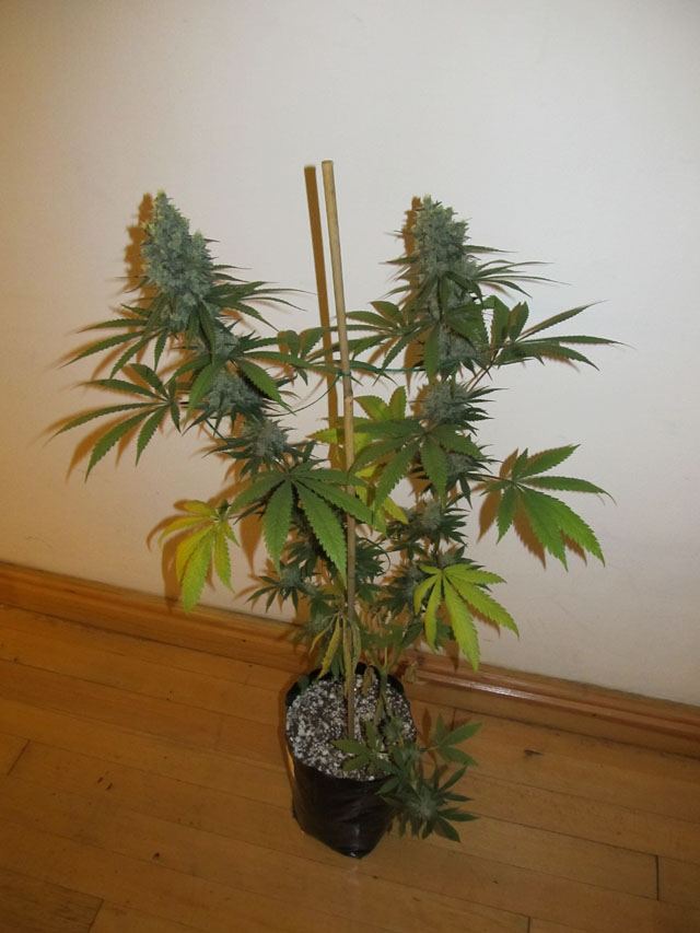 IMG 0959
