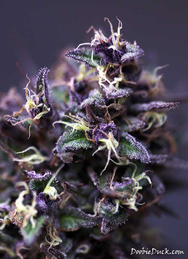 IMG 0967 Devil Purps W