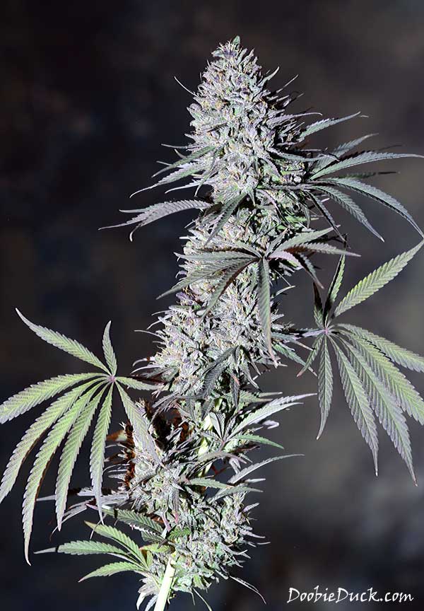 IMG 0975 purps lt W