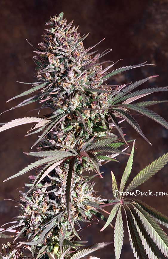 IMG 0977 purps lt W