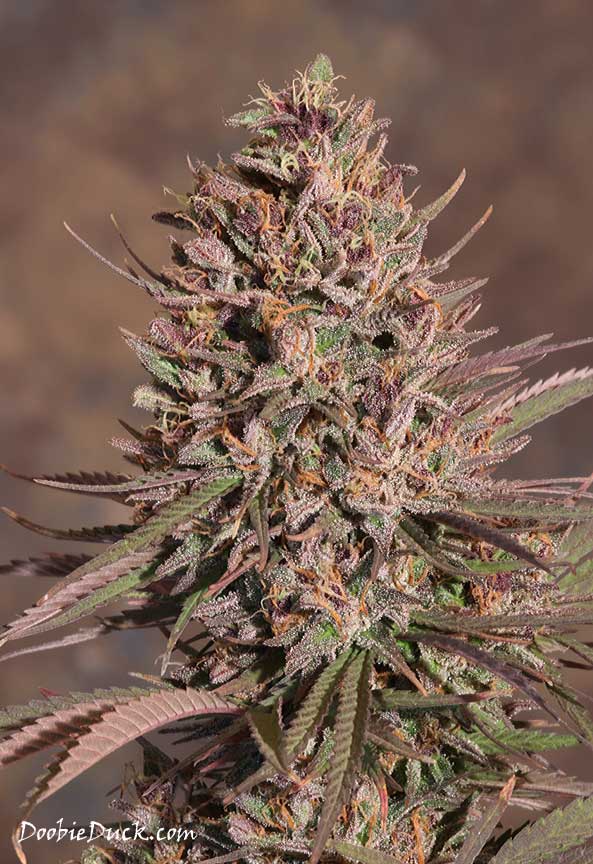IMG 0981 purps lt W