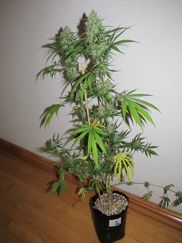 IMG 0988