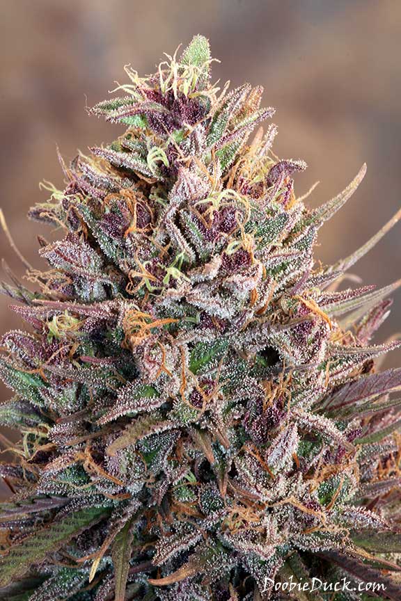 IMG 0988 purps lt W