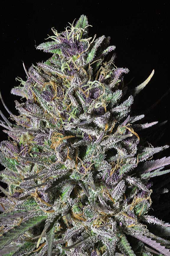 IMG 0990 purps lt W