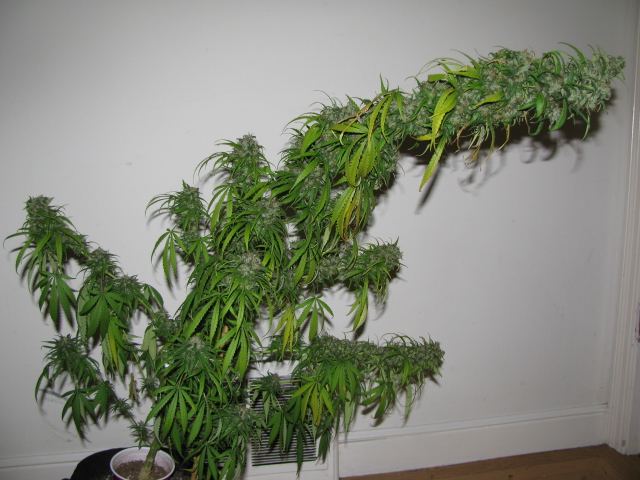 IMG 1023