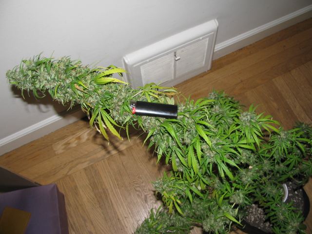 IMG 1025