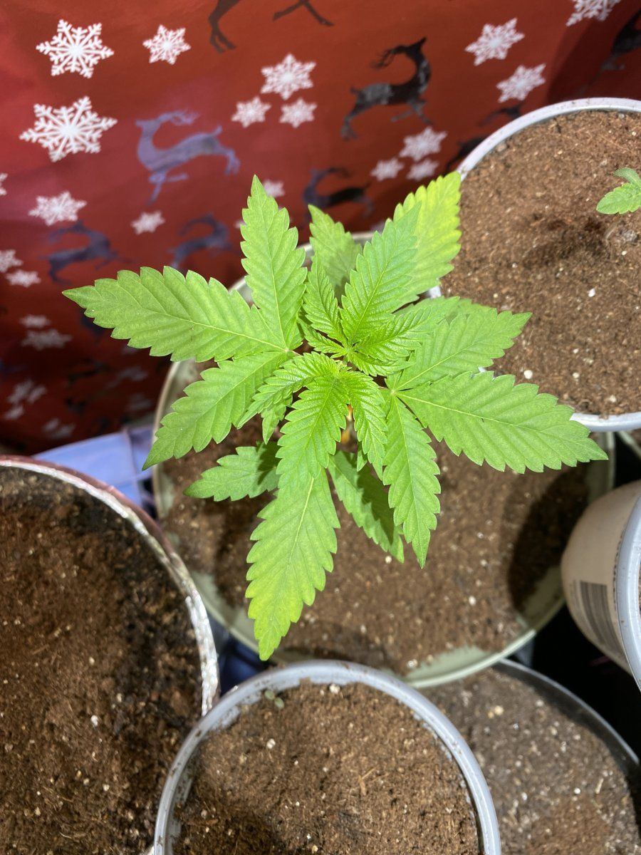 IMG 1029