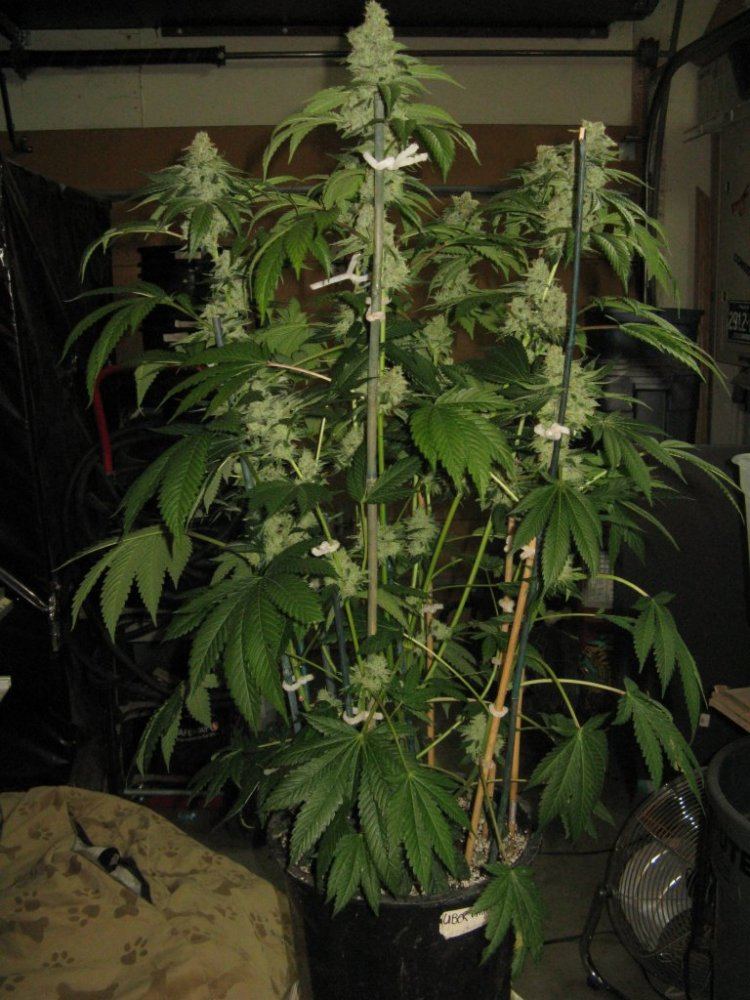 IMG 1032 1980x2640