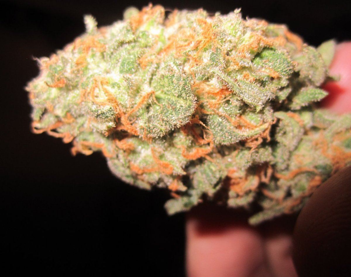 IMG 1042