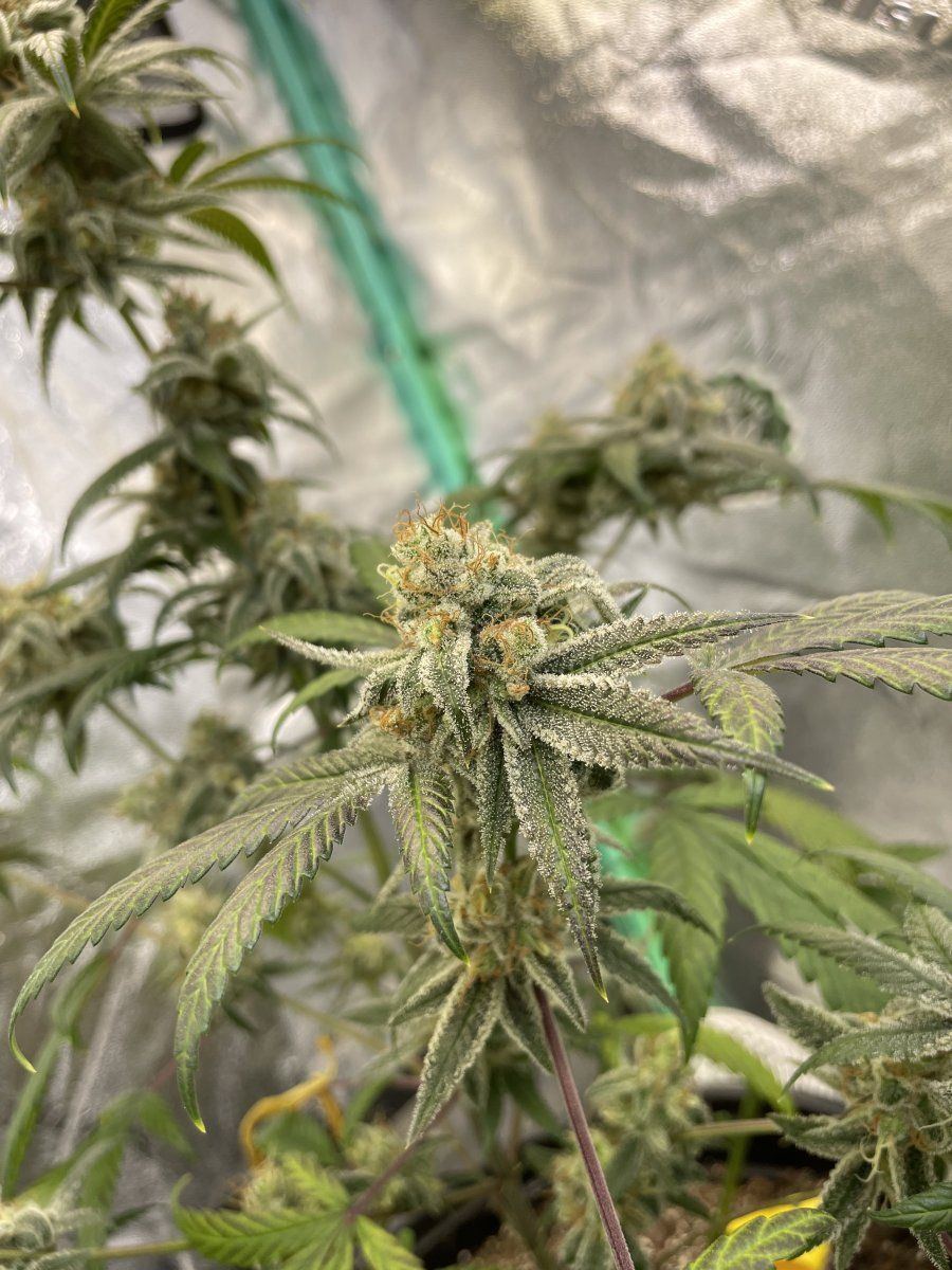 IMG 1127