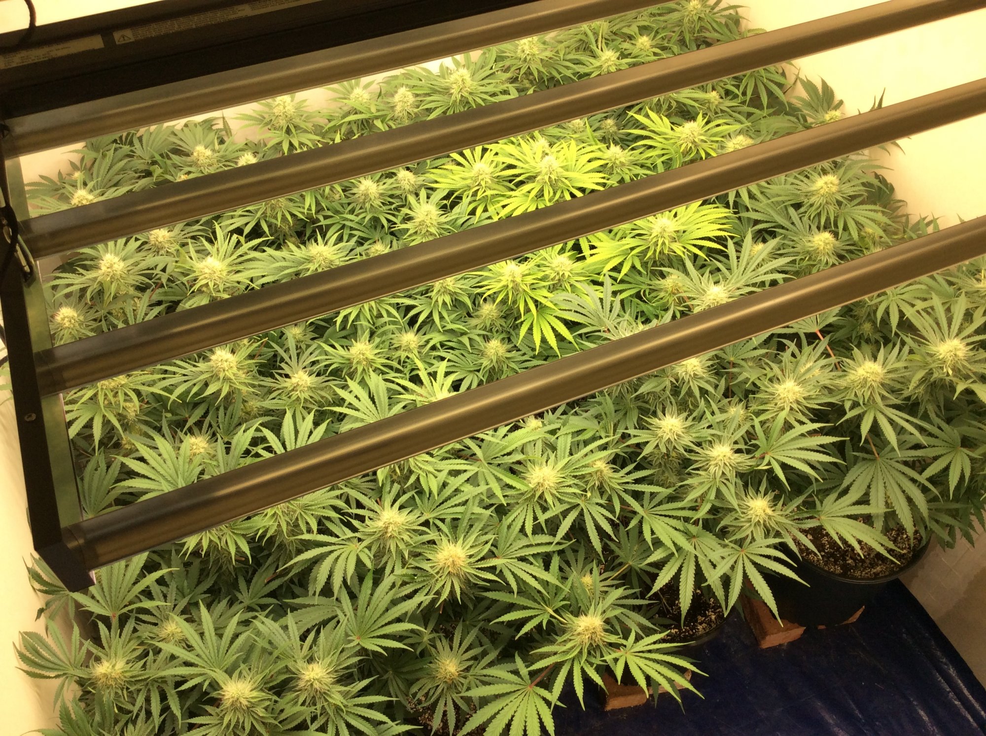 IMG 1204