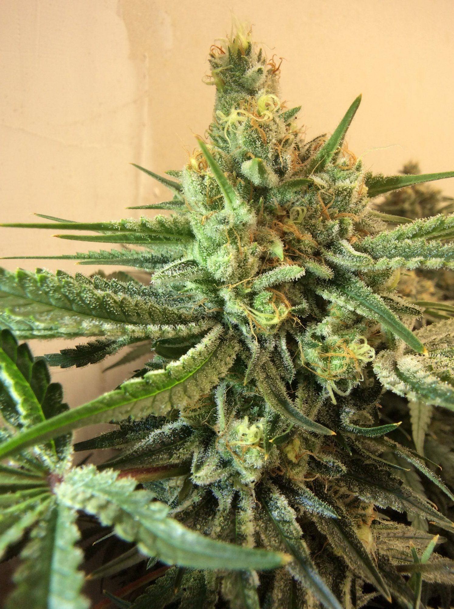 IMG 1217