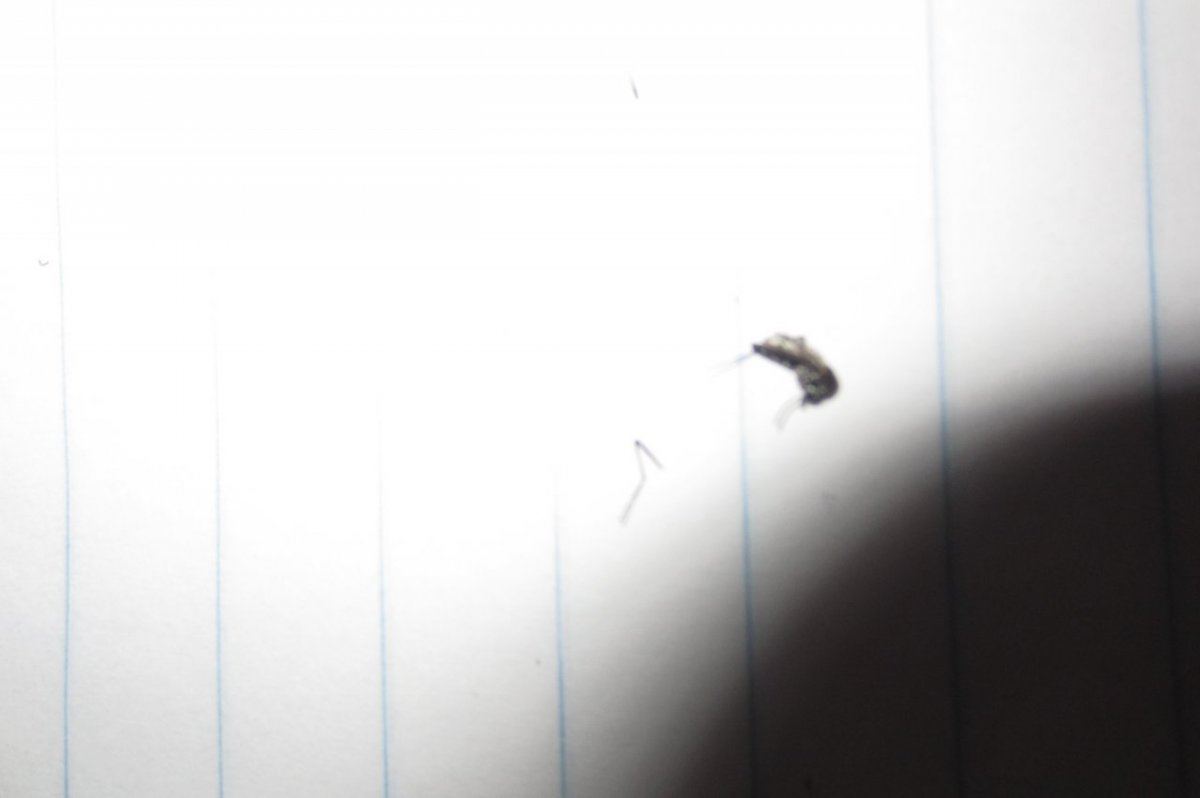 IMG 1234   Copy