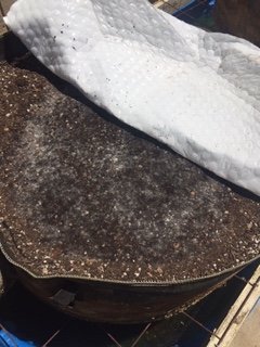 IMG 1255