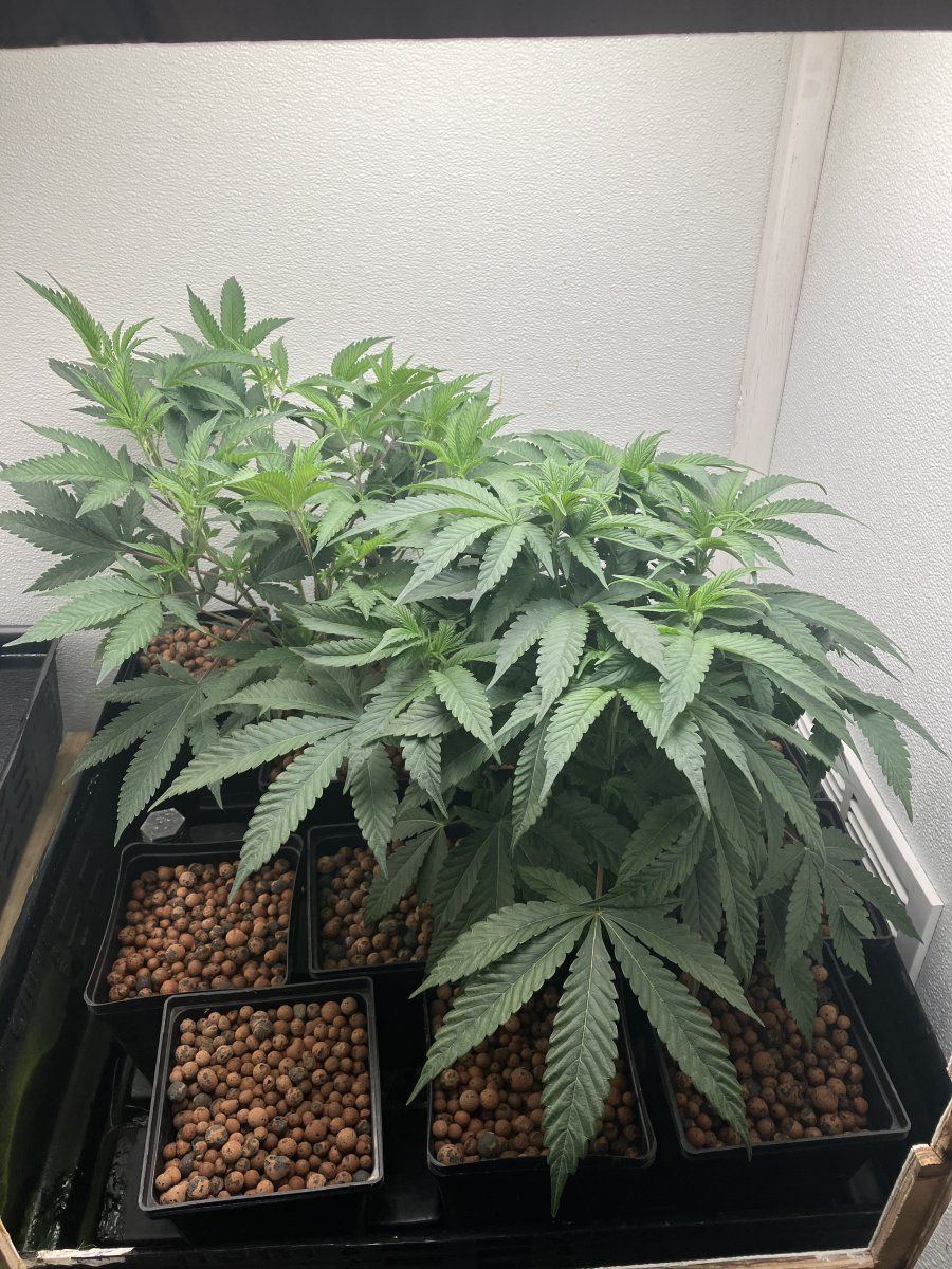 IMG 1302