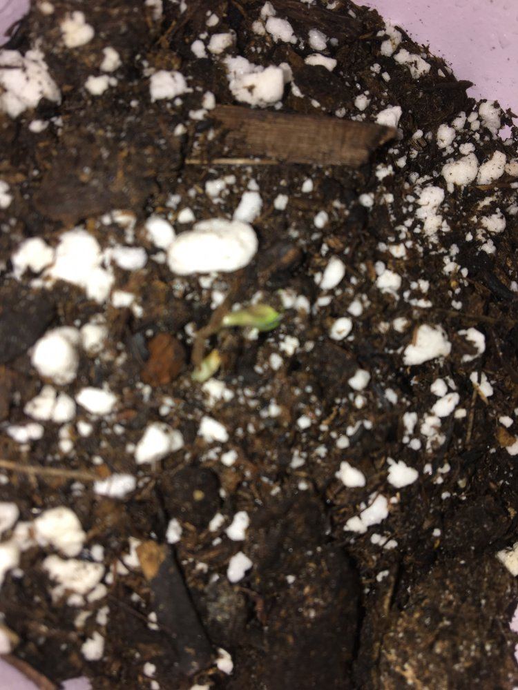 IMG 1323   Copy