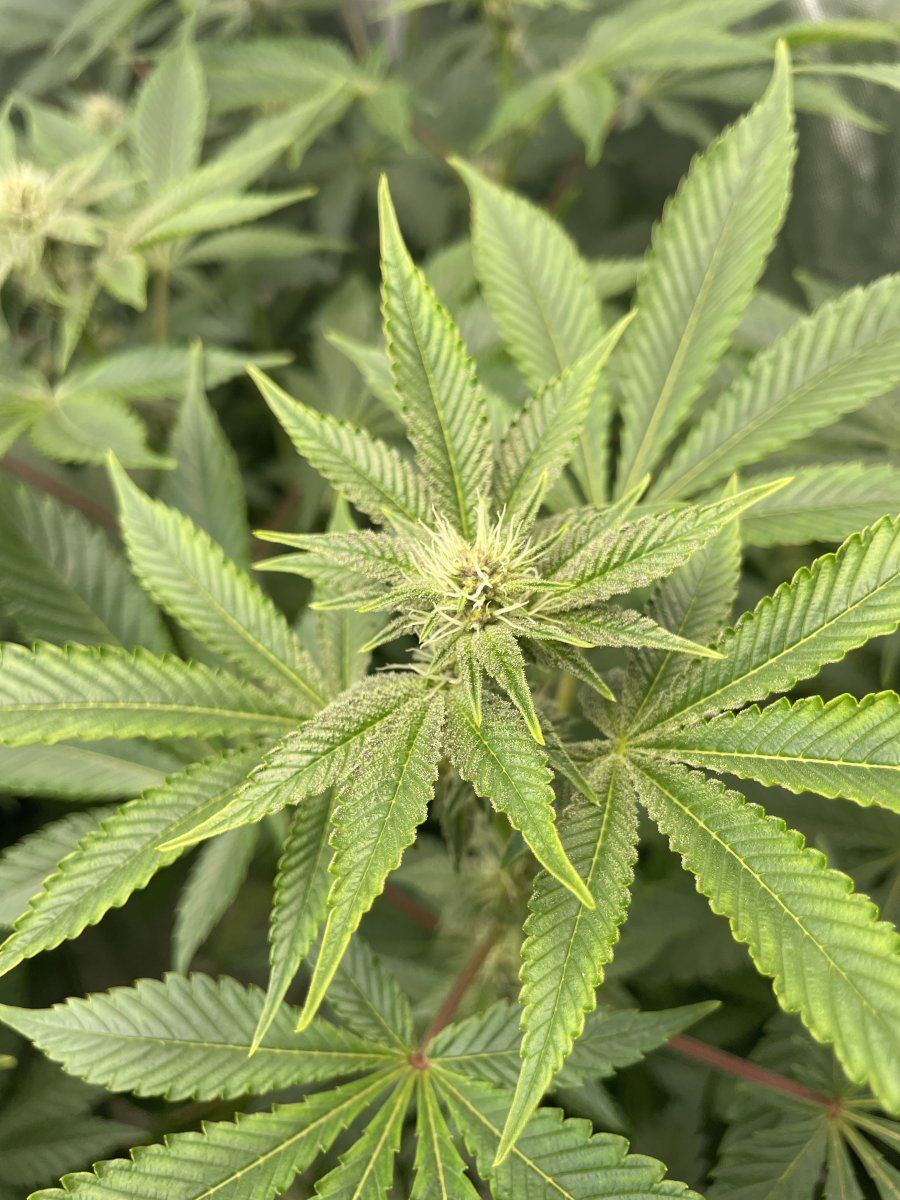IMG 1334