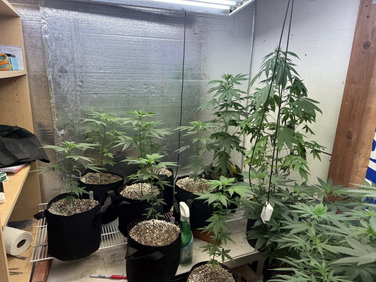 IMG 1336