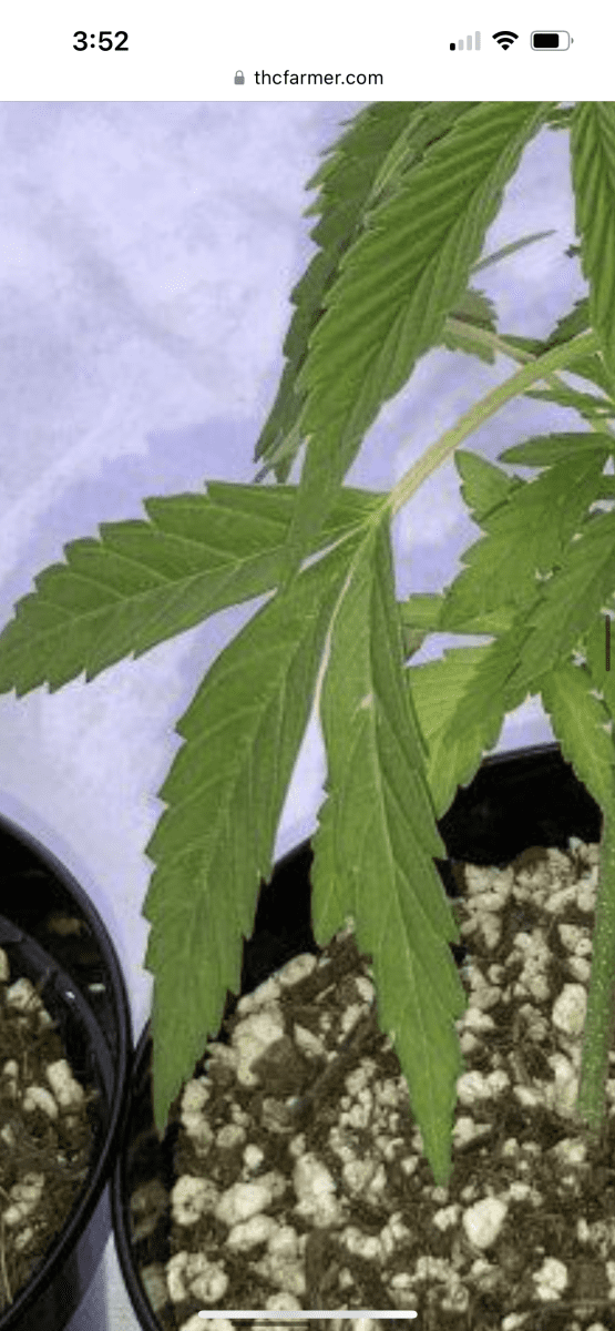 IMG 1362