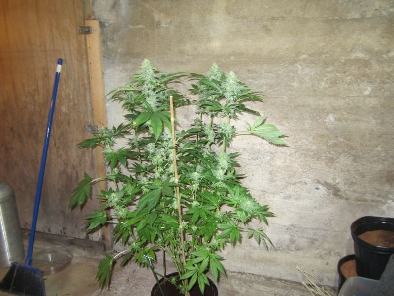 IMG 1365 800x600
