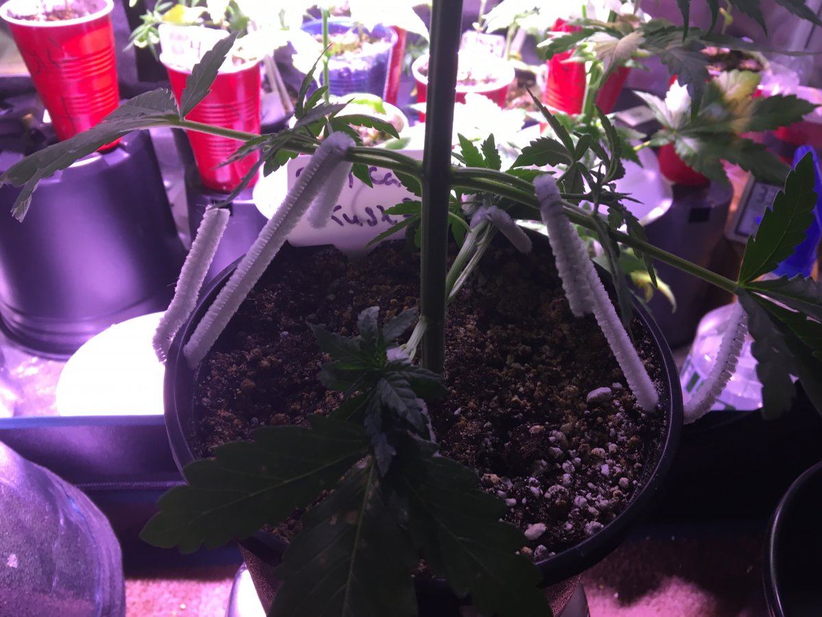 IMG 1373   Copy