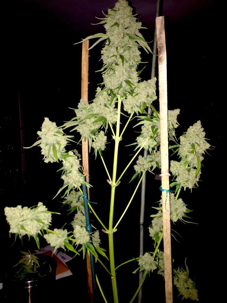 IMG 1481732173