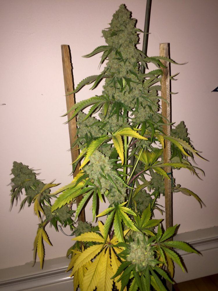 IMG 1481732175