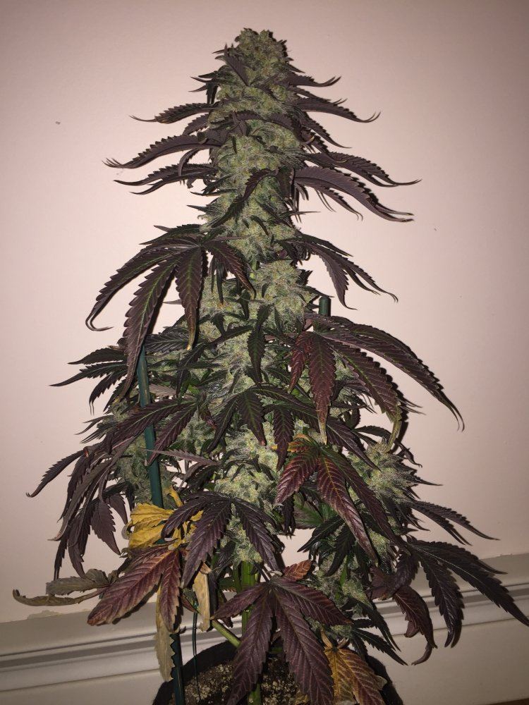 IMG 1481732177