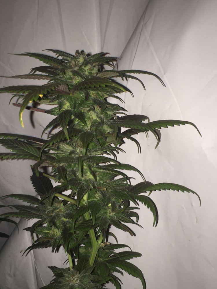 IMG 1598