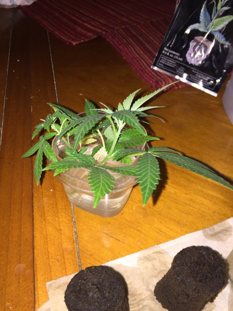 IMG 1610