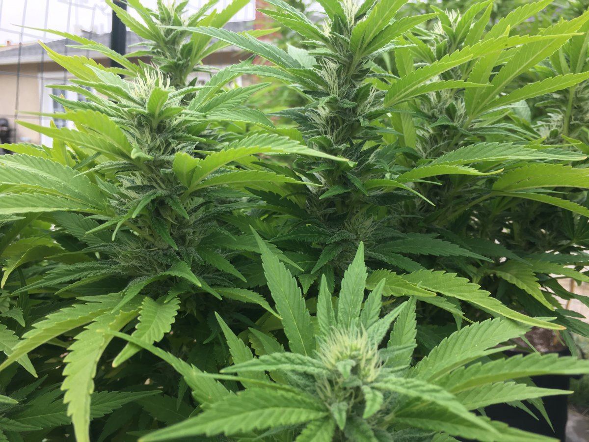 IMG 1645